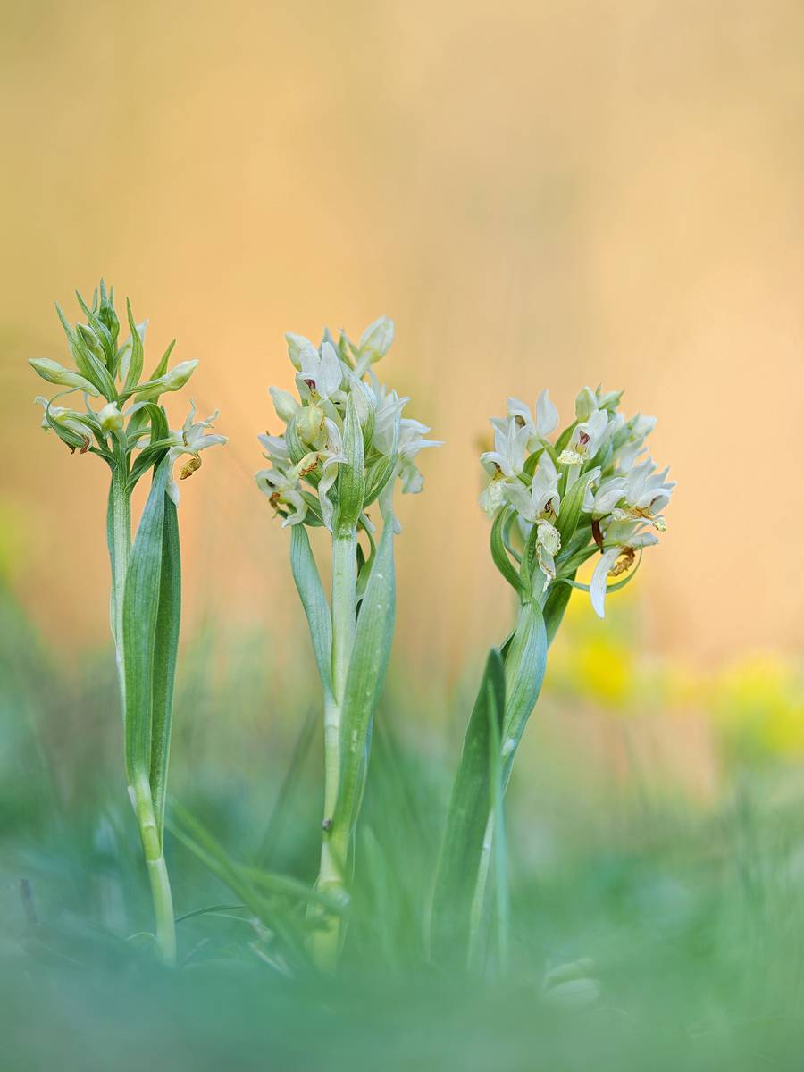 Dactylorhiza-sambucina-OM019102---Kopie.jpg