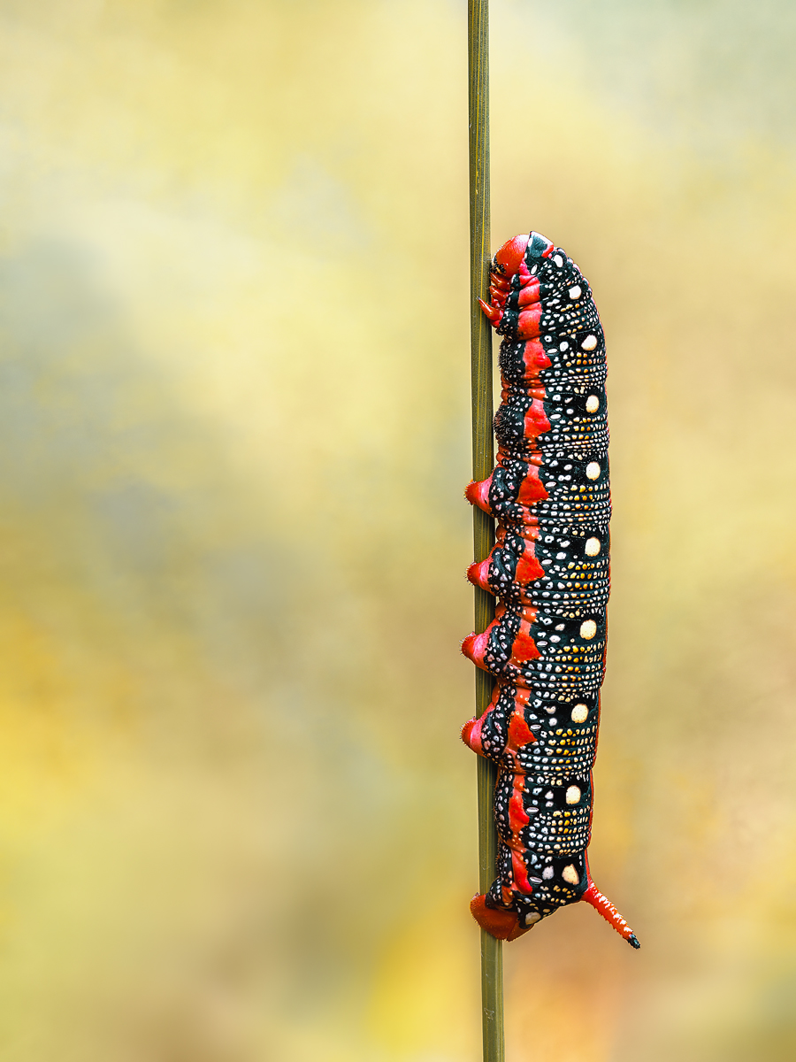 20220709_15285-22.jpg