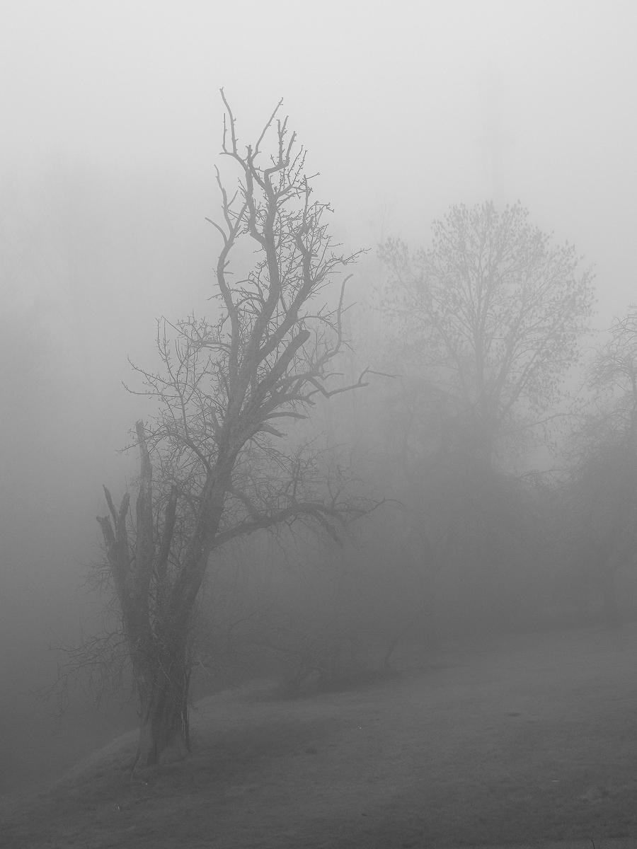 P4080529-Birnenbaum-im-Nebel.jpg