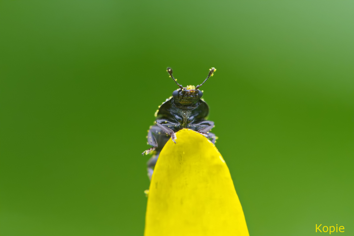 DSC_6104_1.jpg