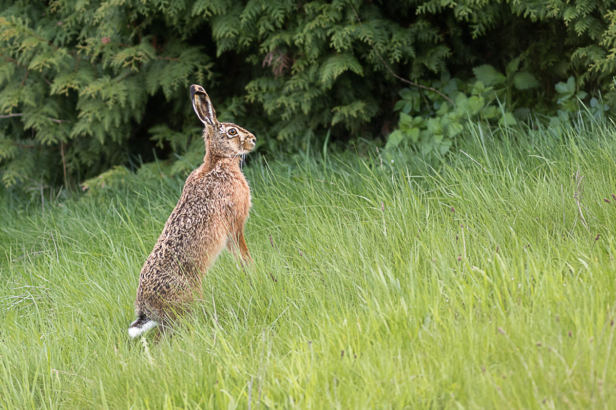 IMG_0380_ - Kopie.jpg