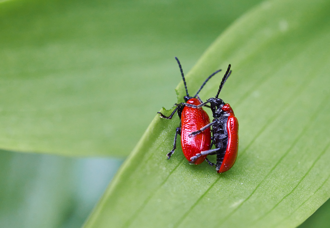Lilienhähnchen 3.jpg