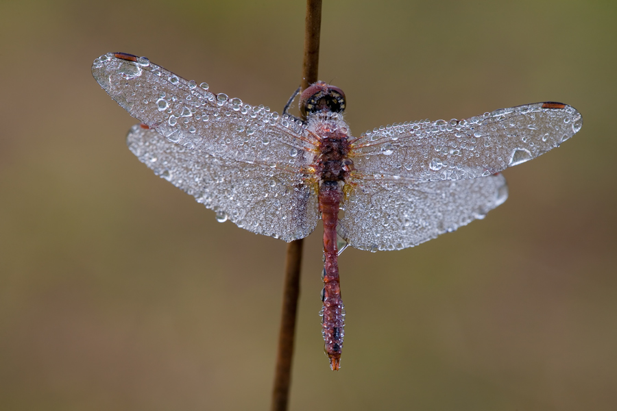 Libelle-mit-Tau-1.jpg