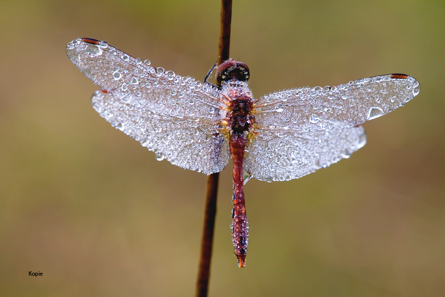 libelle_mit_tau_1_657 Kopie.jpg