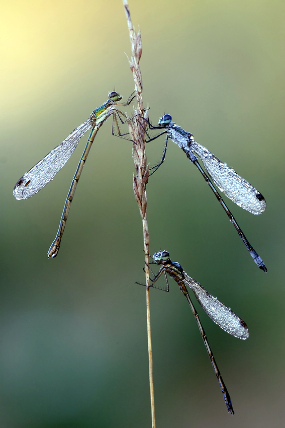m-f Lestes mix 2.jpg