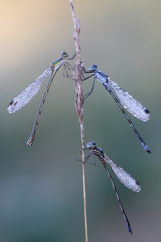 m-f Lestes mix 3.jpg