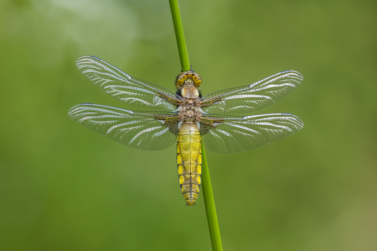 2023-05-23 13-55-35 (B,Radius8,Smoothing4)40-Bearbeitet - Kopie.jpg