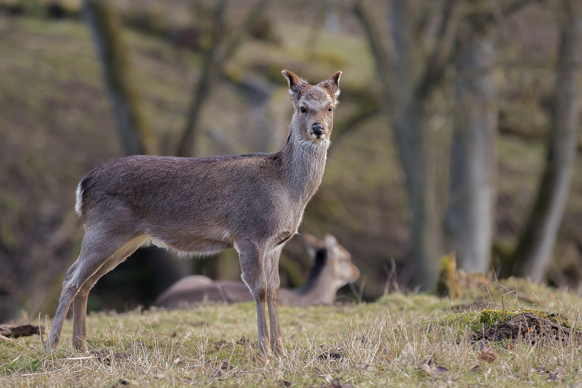 IMG_9540__ - Kopie.jpg