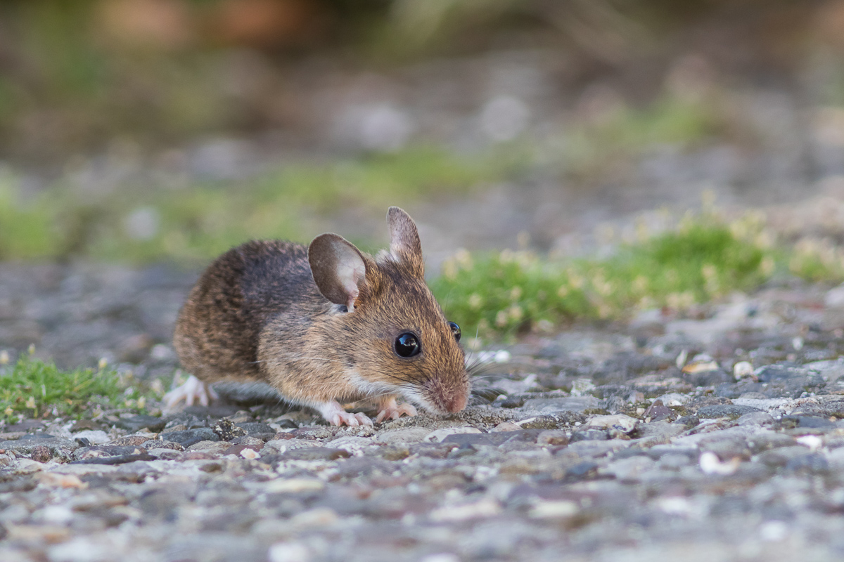 IMG_1360 - Kopie.jpg