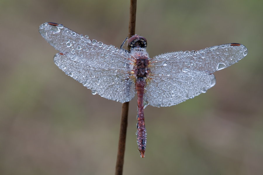Libelle-mit-Tau-5.jpg