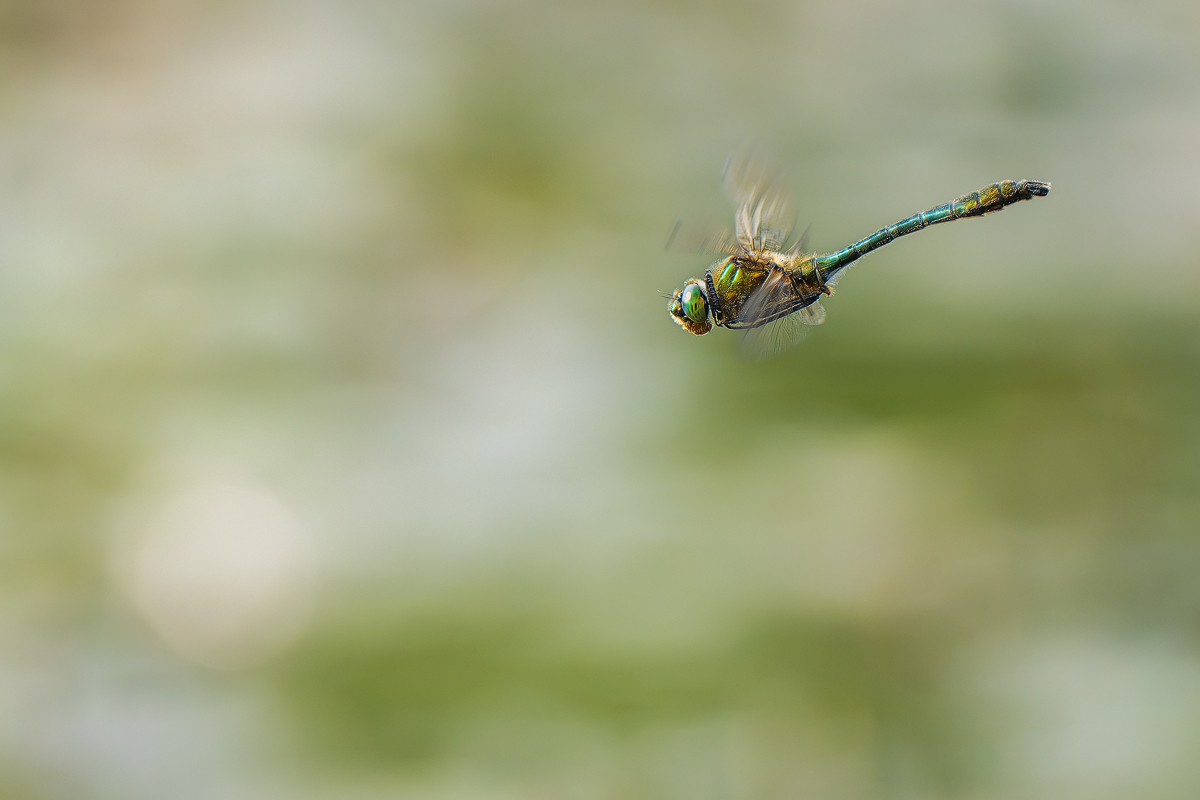 DSC02745-Verbessert-NR.kl.mf.Cordulia aenea - Falkenlibelle.jpg