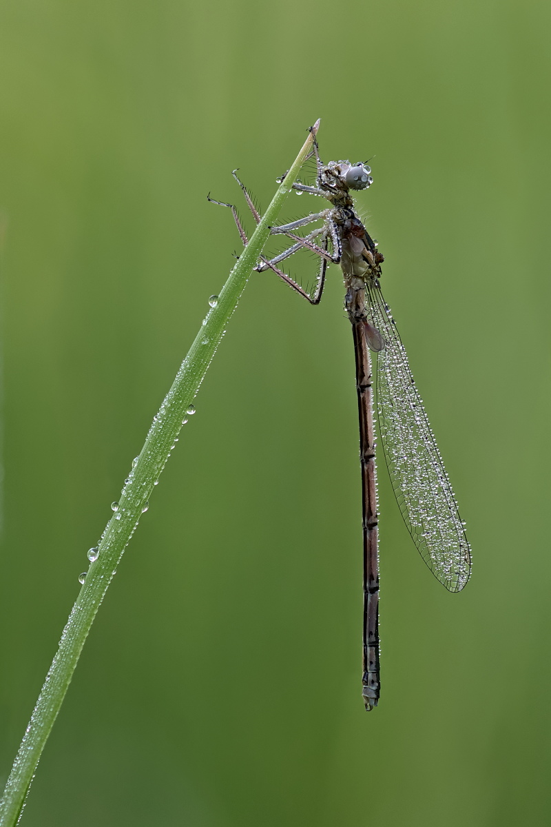 Libelle.jpg