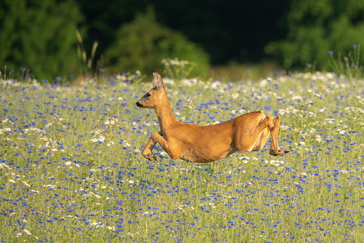 DSC07253-Verbessert-NR.kl Kopie.jpg