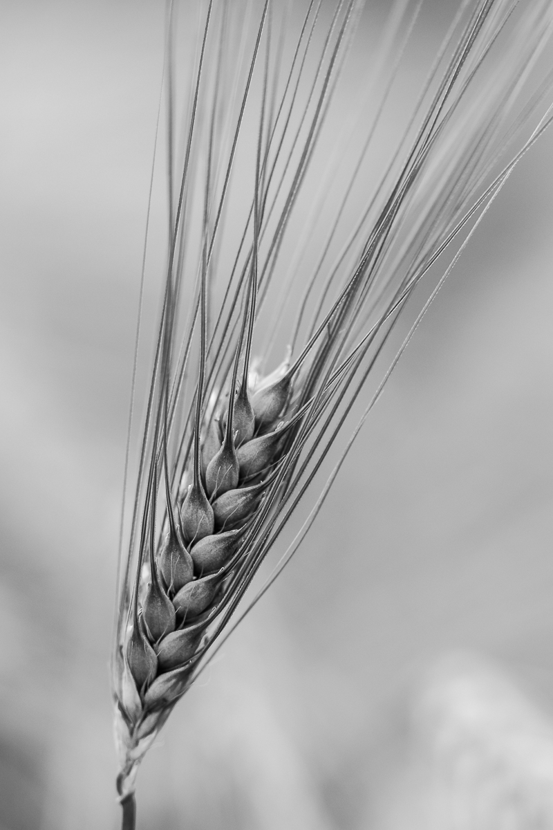 IMG_1901s-w Umwandlung.jpg