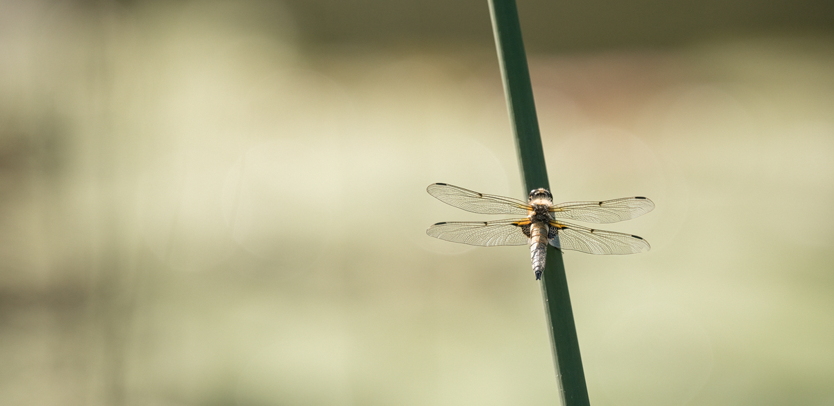 20230625-164128-002-(HL)-Oberer-Nellenfurtweiher-Vierfleck-Libellula-quadrimaculata-pano.jpg