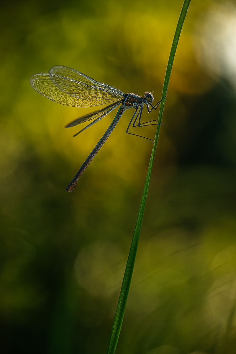Prachtlibelle-.jpg