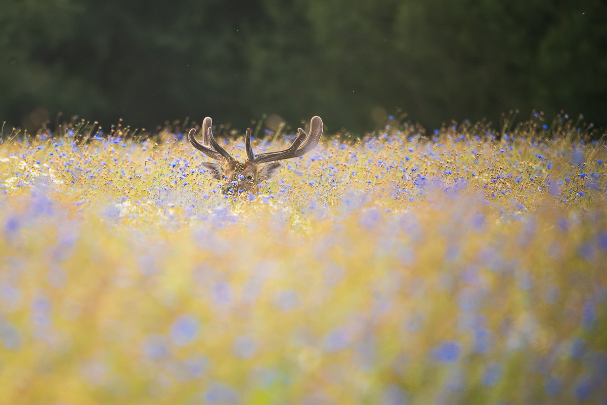 DSC01984-Verbessert-NR.d.kl Kopie.jpg