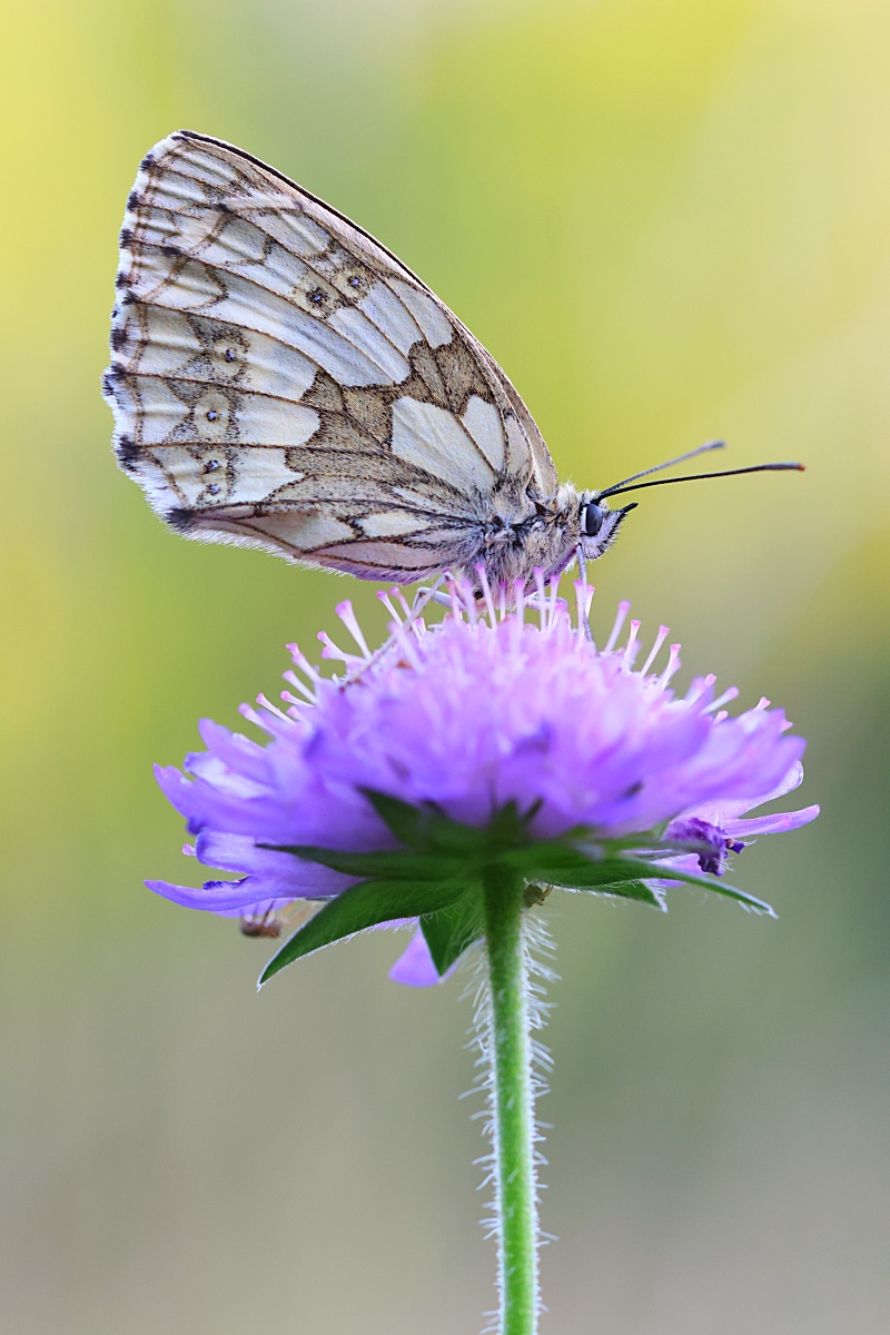 2023 6T7A0532 makroforum.jpg