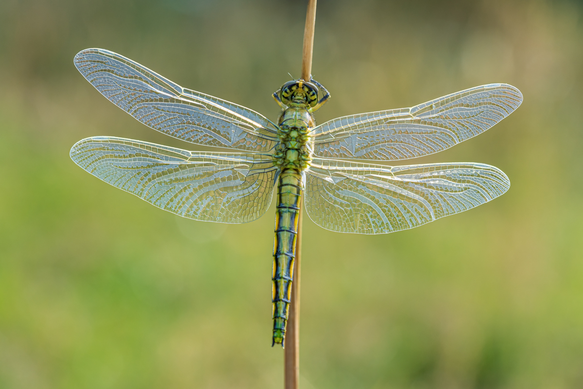 Großer Blaupfeil-3.jpg