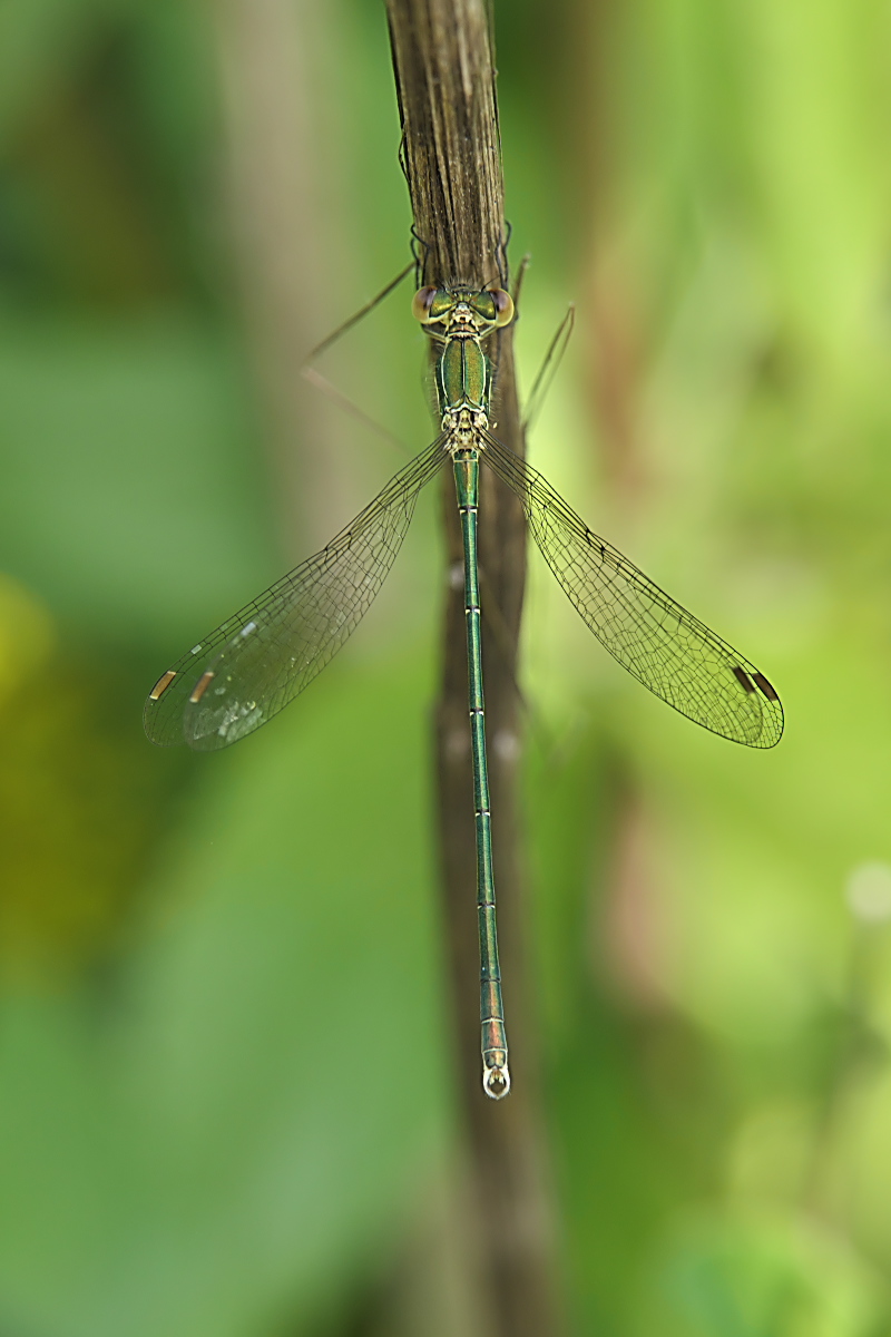 P1111538Silky1200_1_1_GD.jpg
