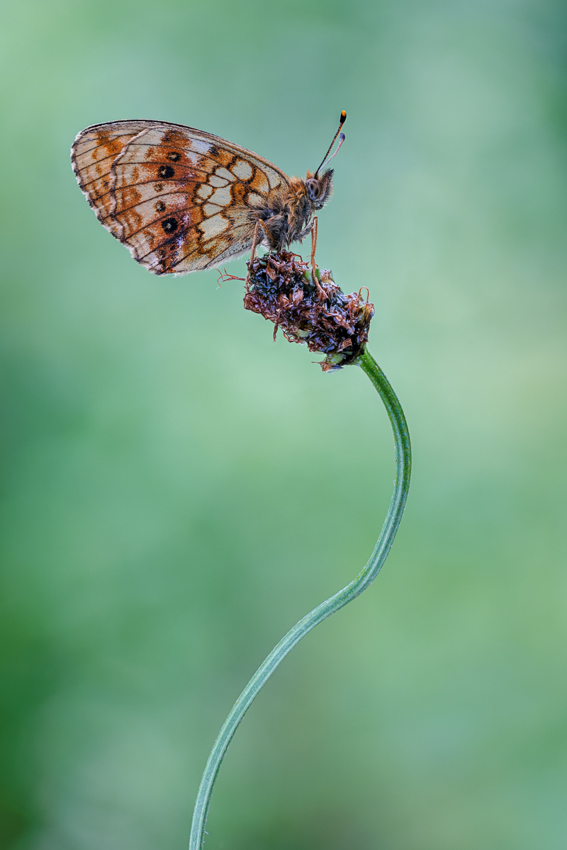 20230701-20230701-IMG_2949 ZS71 1-15 f4 200 100-b.jpg