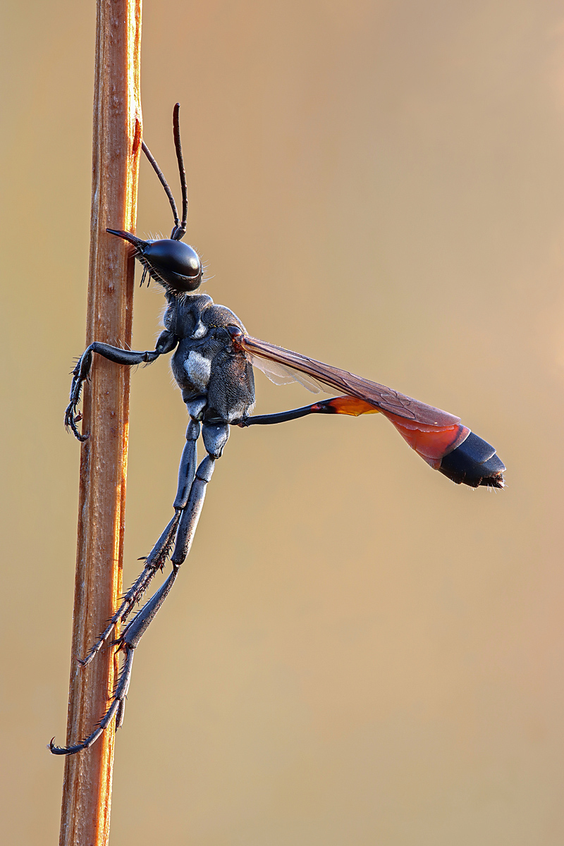 2023-07-18_08-57-39_(B_Radius8_Smoothing4)_jpg_20_Bi_SHARPEN projectsDENOISE projects.jpg