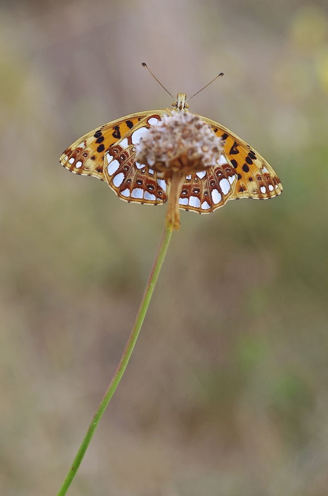 IMGP6681 plombieres.JPG