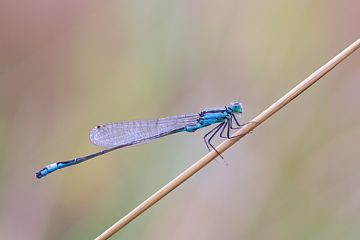 Ischnura elegans 02 Große Pechlibelle.jpg