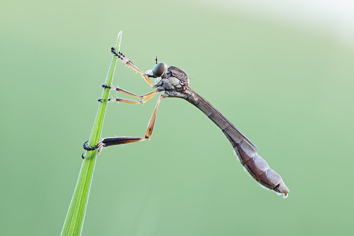 Leptogaster cylindrica 03.jpg