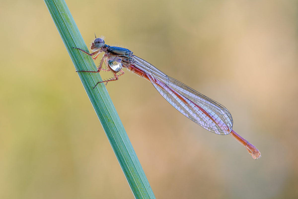 20230613-20230613-IMG_8919 ZS24 1-6 f8 100 100-b.jpg