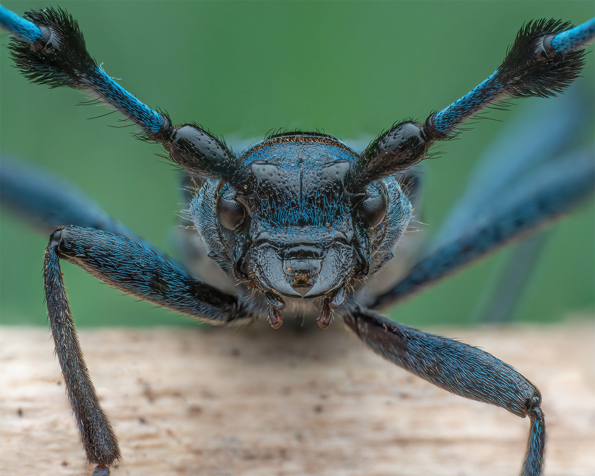 BockKäfer 25 Bilder.jpg