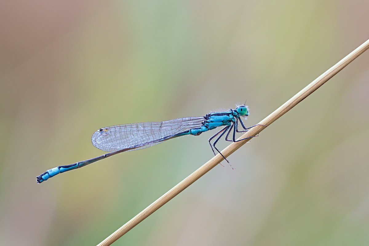 Ischnura elegans 02-1.jpg