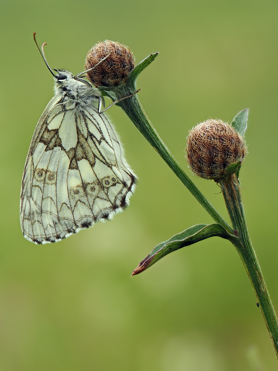 2023-07-03_07-25-00_P7030746_Stack_aus_14 (Meth C,Smoothing4)a_filtered_klein.jpg