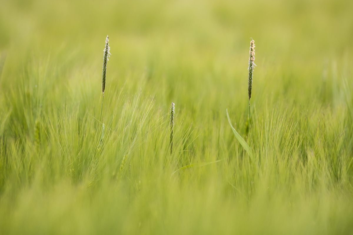 IMG_1456_ - Kopie.jpg