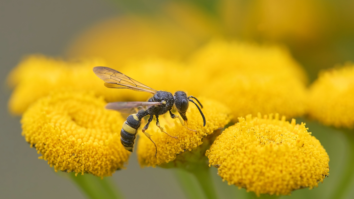 wDSC04400Cerceris rybyensiscomp.jpg