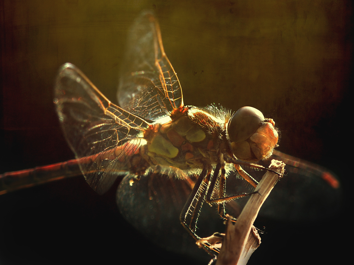 Libelle im Abendlicht_klein-1.jpg