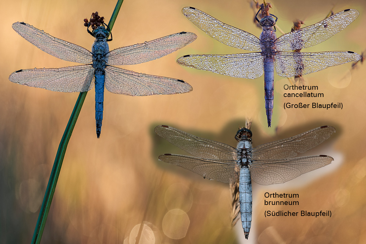Orthetrum brunneum_cancellatum.jpg