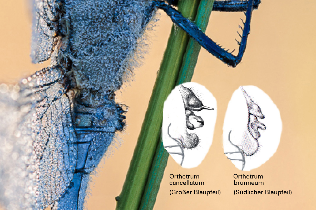 Orthetrum brunneum_cancellatum_sek_gen.jpg
