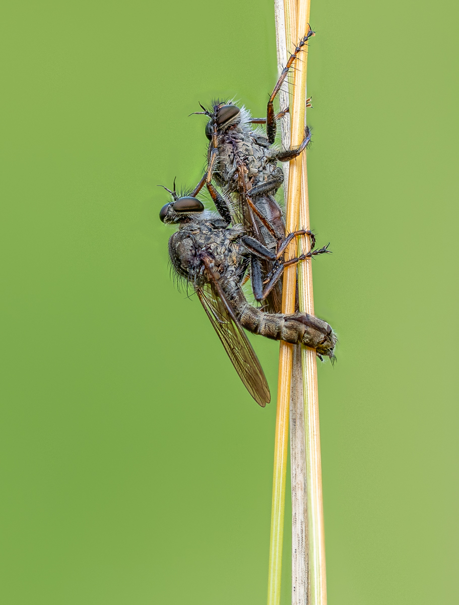 Koch-Raubfliege-3.jpg