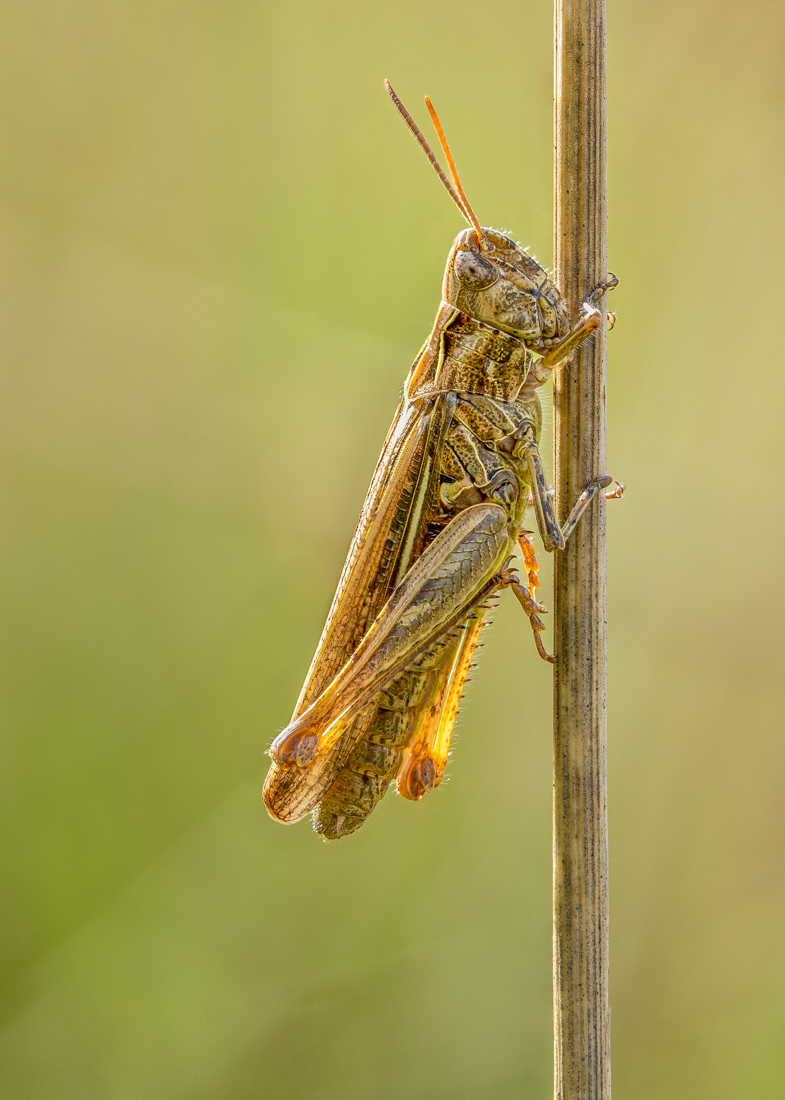 Brauner Grashüpfer-2.jpg