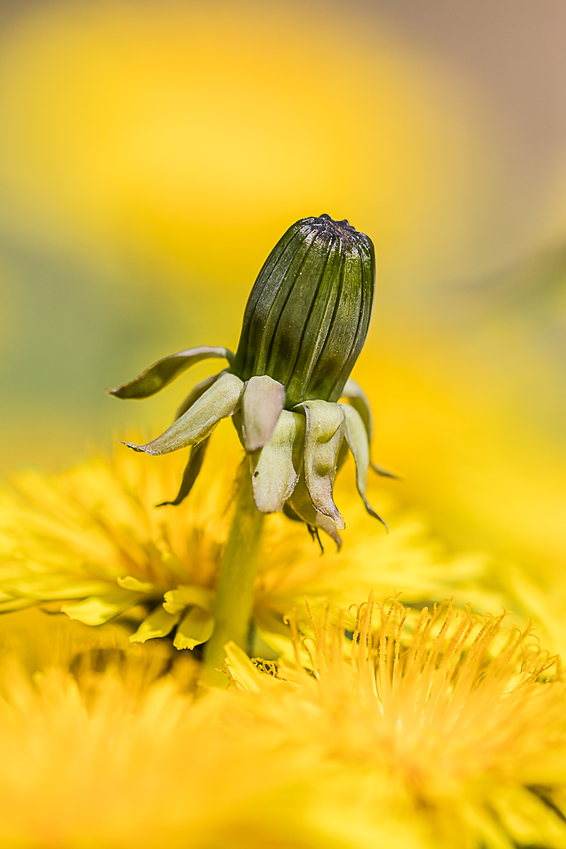 IMG_0585_ - Kopie.jpg