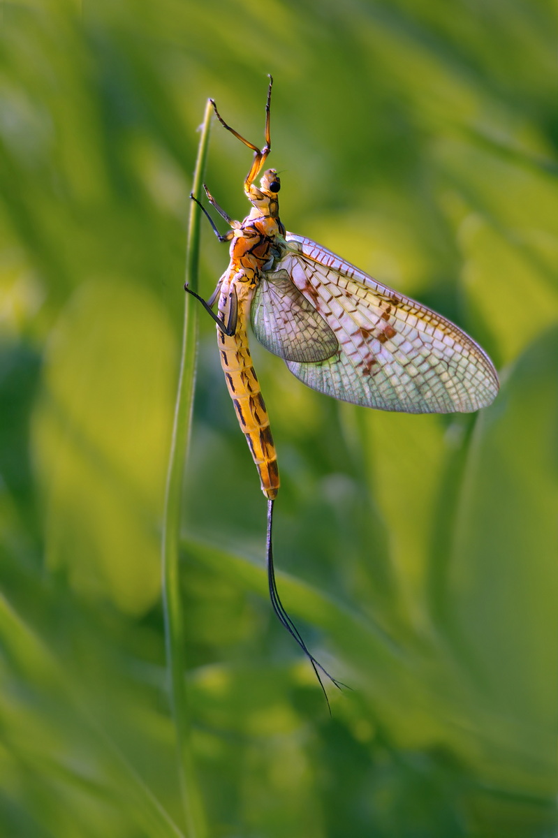 DSC04161 Schönheit für einen Tag... kl.jpg