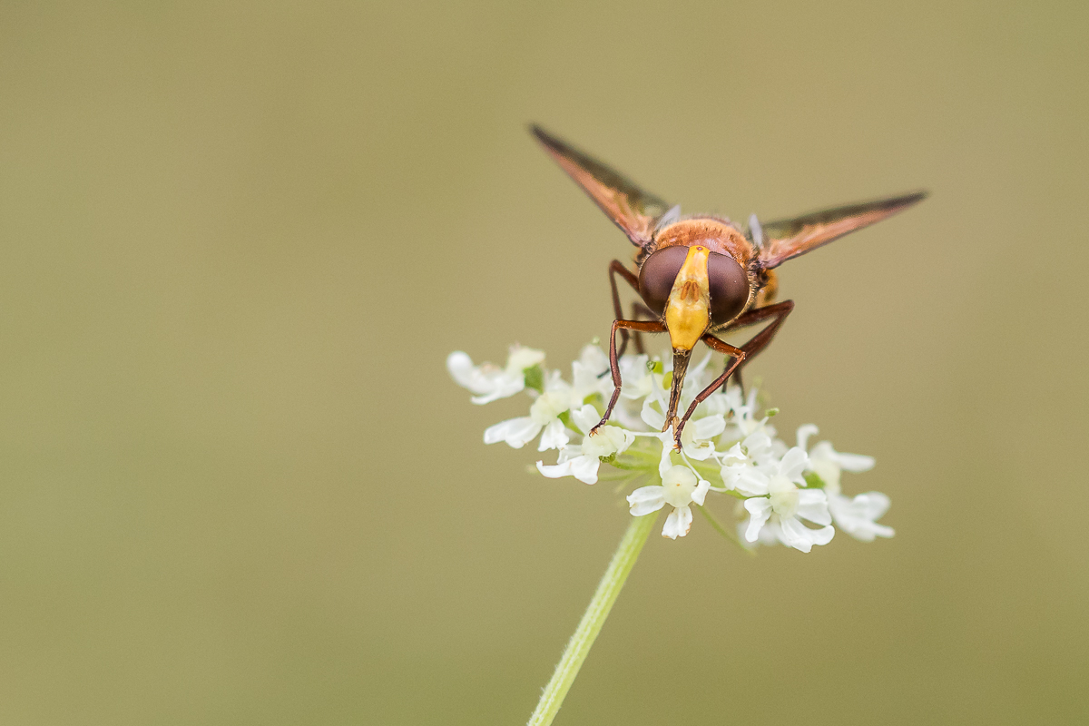 IMG_2636_Hornissenschwebfliege__ - Kopie.jpg