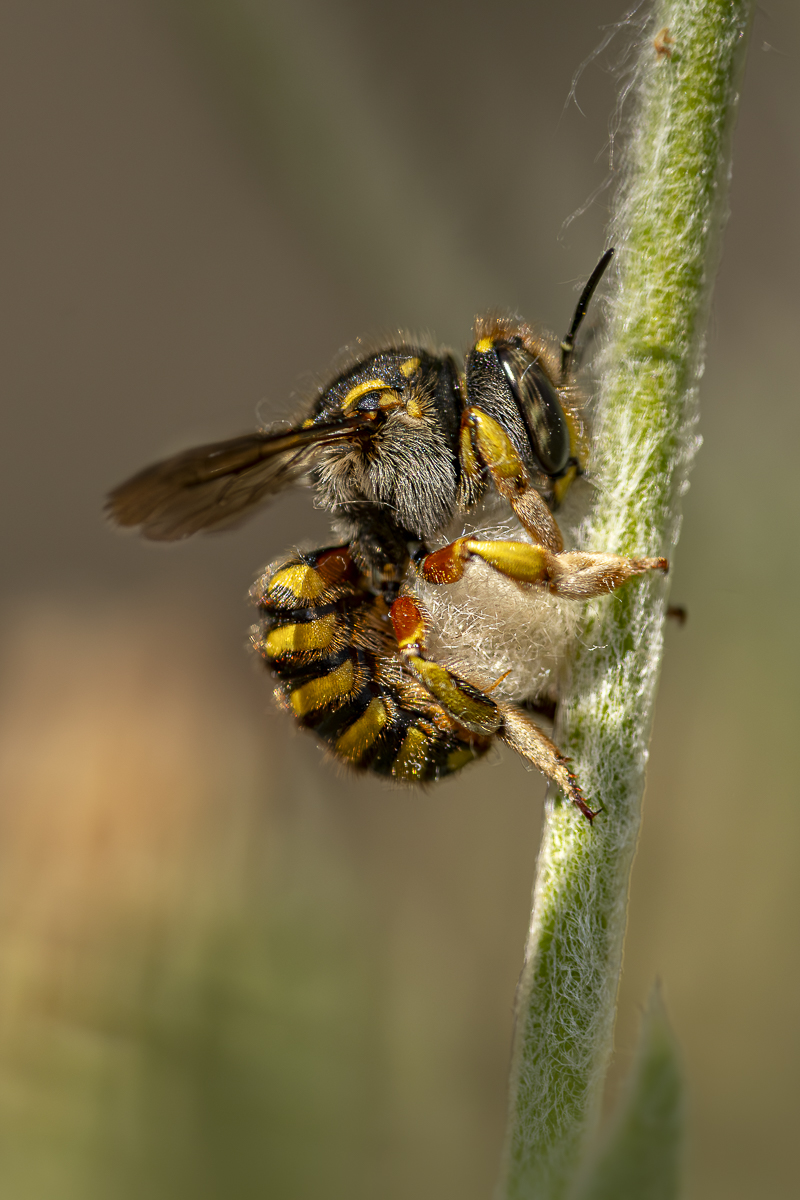Garten-Wollbiene (Anthidium manicatum) 5 2023.jpg