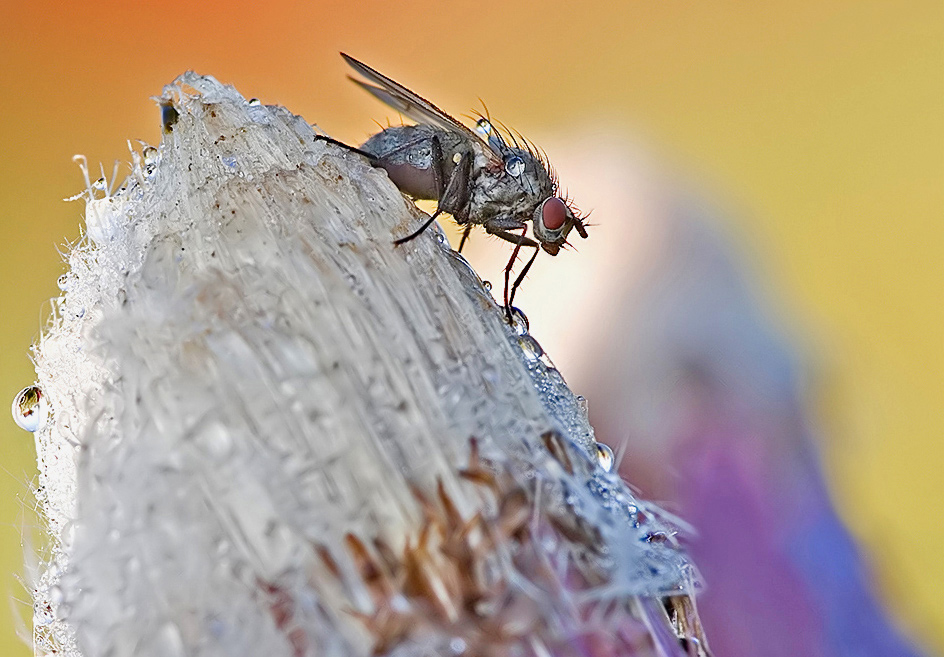 Fliege-auf-Distel3-Kopie.jpg