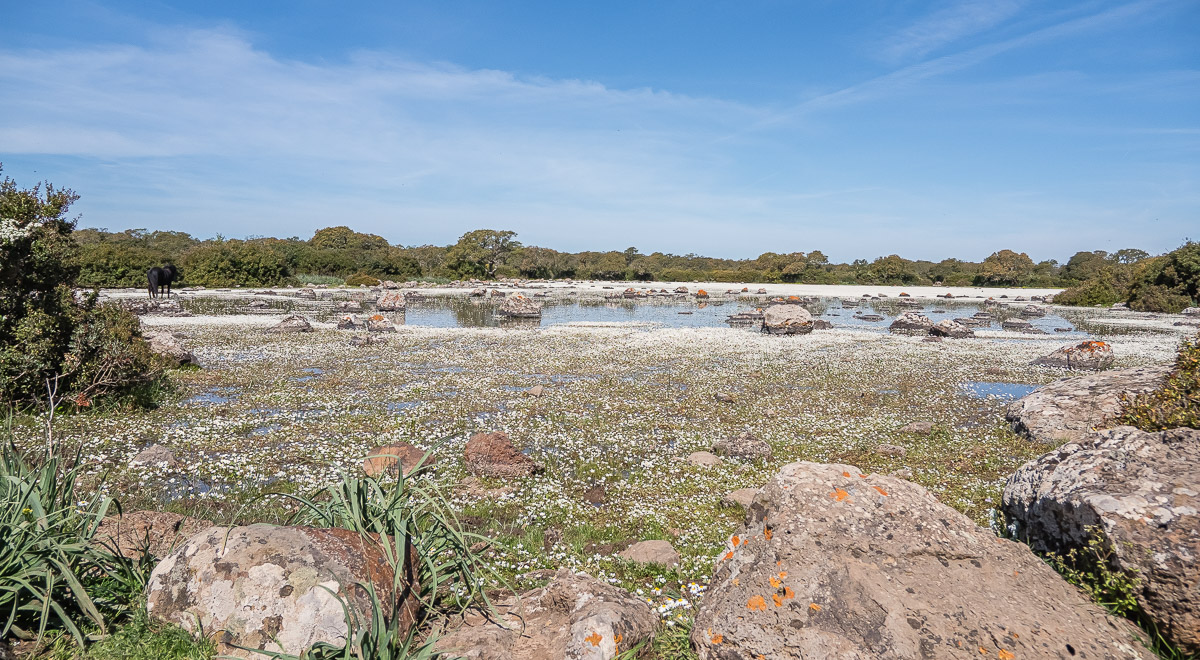 Giara_di_Gesturi-1.jpg