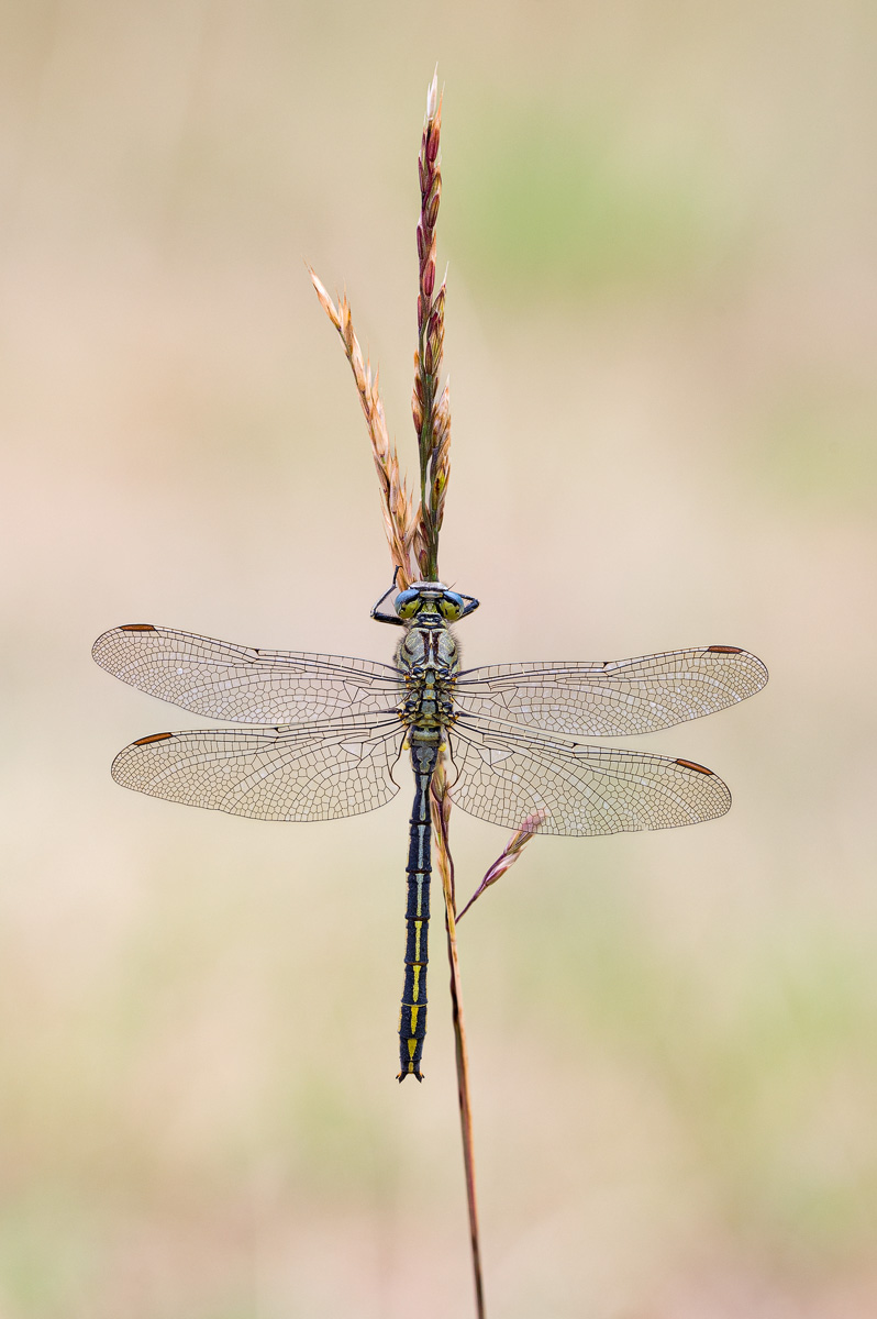 Z62_0004 (19)-Keiljungfer 10er stack.jpg