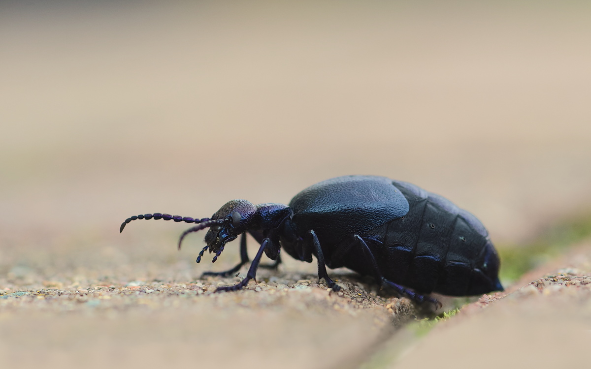 Meloe proscarabaeus 01a.jpg