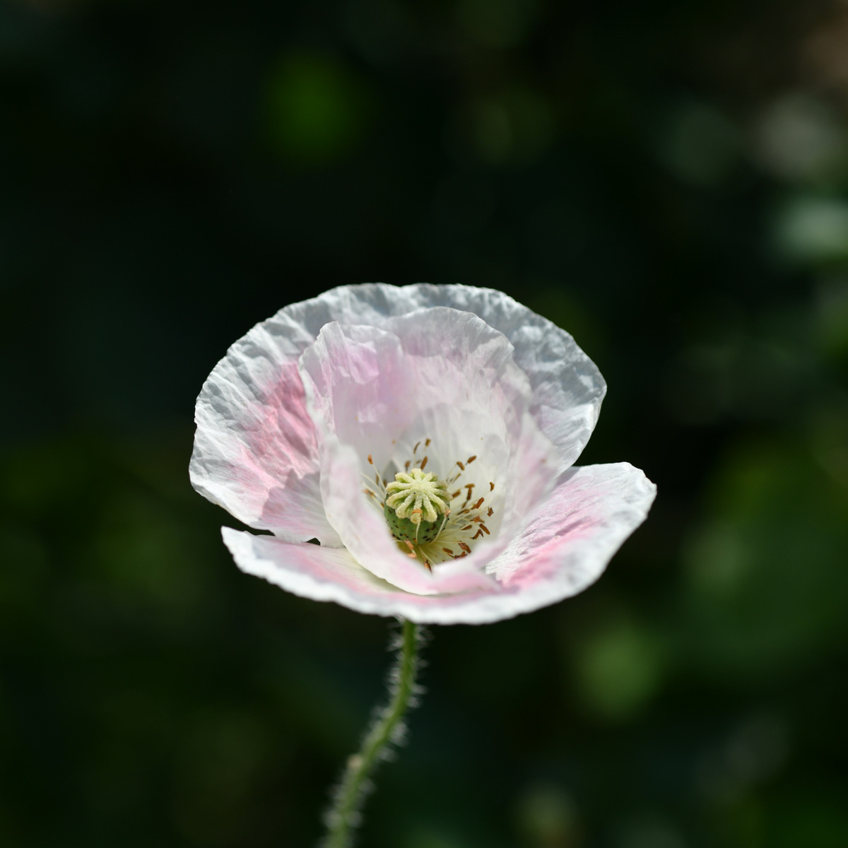 DSC_3188.JPG