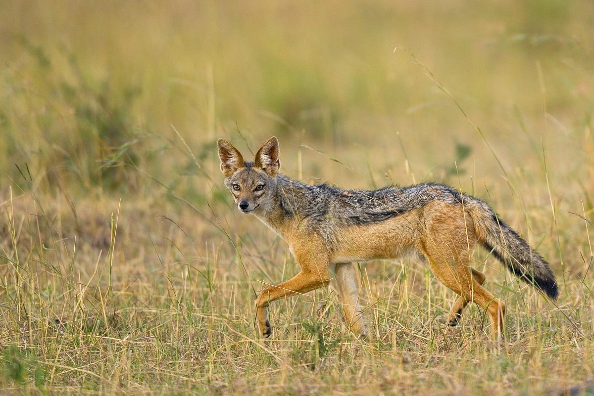 image__Matthias_Delle_schakal_lupulella-mesomelas_wildhund_hundeartig_jackal_schabrackenschakal.jpg